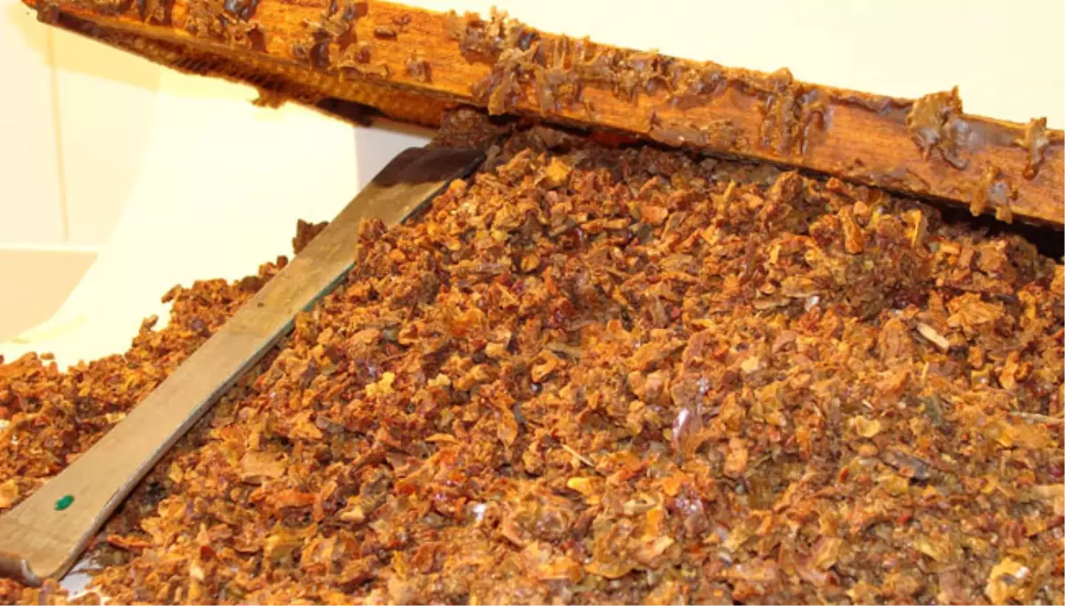 Tıbbi Bir Ajan Olan \'Propolis\'de Alkol Riski Vardır"