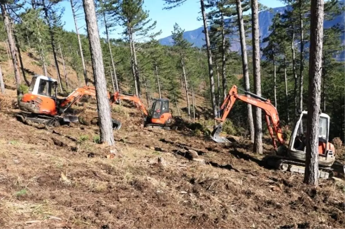 Zonguldak\'ta Çam Doğal Gençleştirme Çalışmaları Tamamlandı