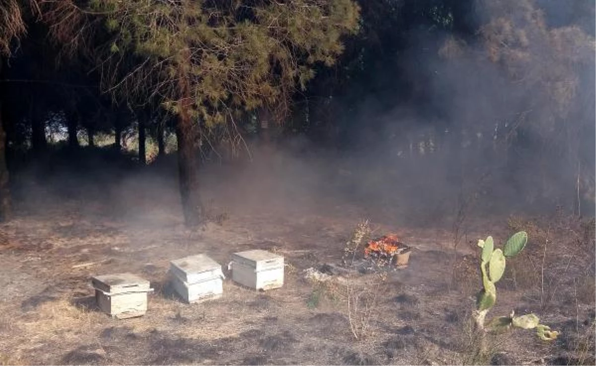 Ağaçlarla Birlikte Arı Kovanları da Yandı