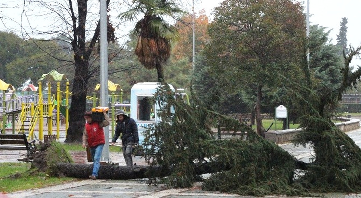 Atatürk Parkı\'nda Ağaç Yıkıldı