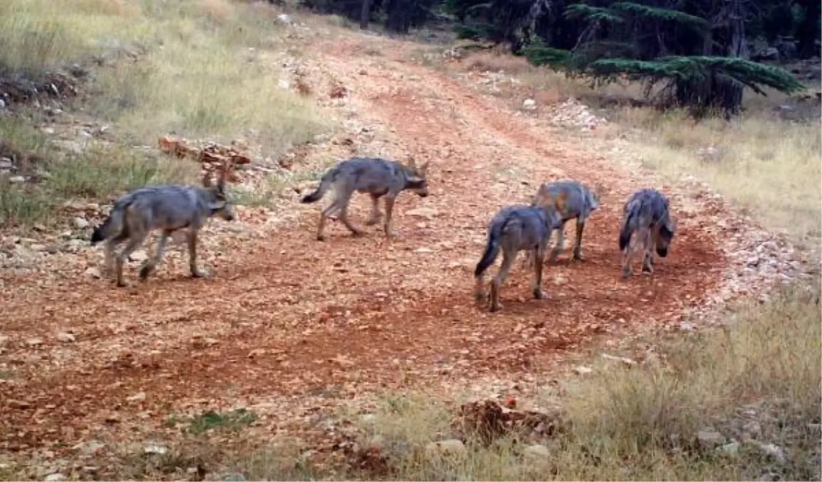 Batı Toroslar\'da 2 Yılda 8 Kurt Yavrusu Dünyaya Geldi