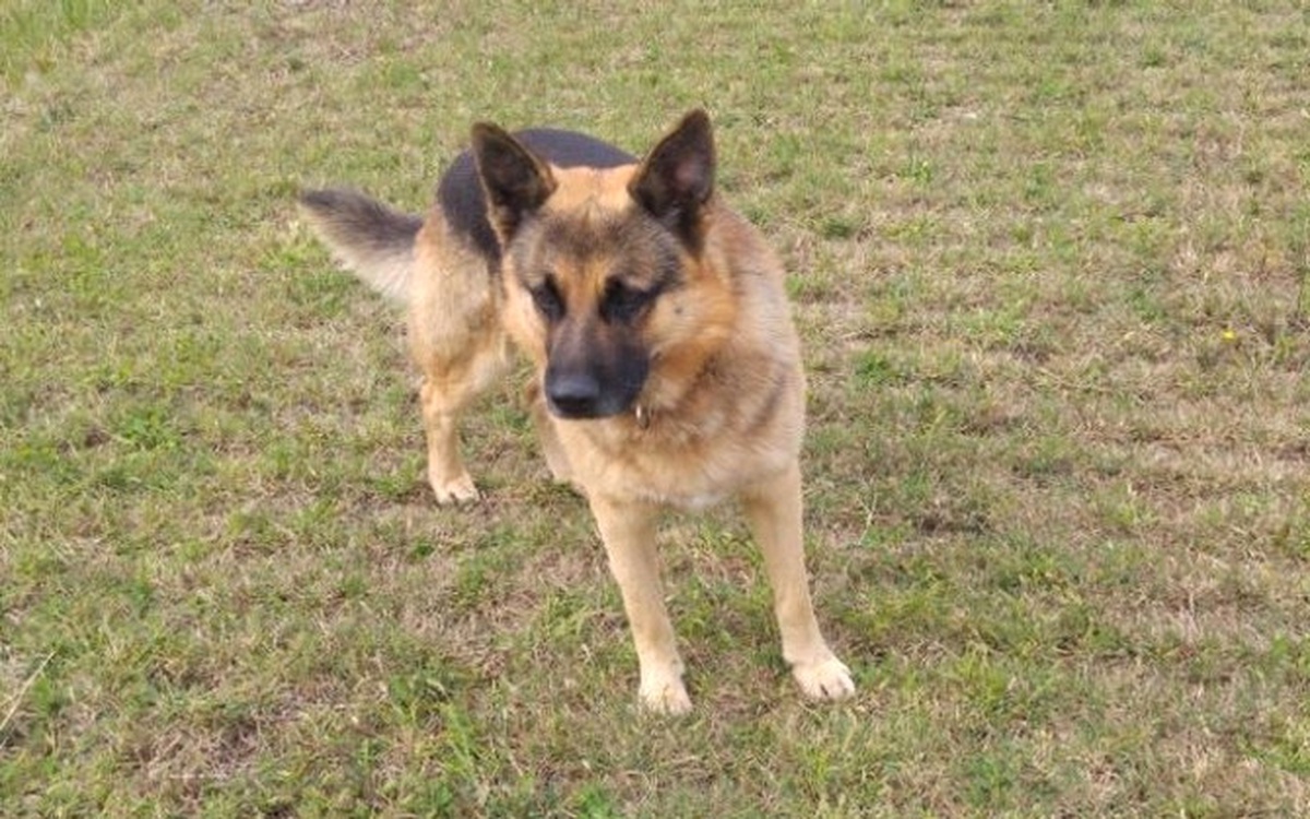 Hava Ambulans Servisinin Bekçi Köpeği Kayboldu