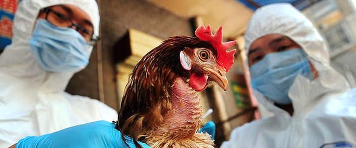 İran\'da Kuş Gribi Alarmı