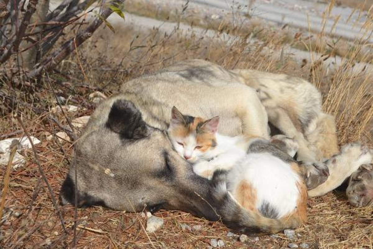 Kedi ile Köpeğin Şaşırtan Dostluğu