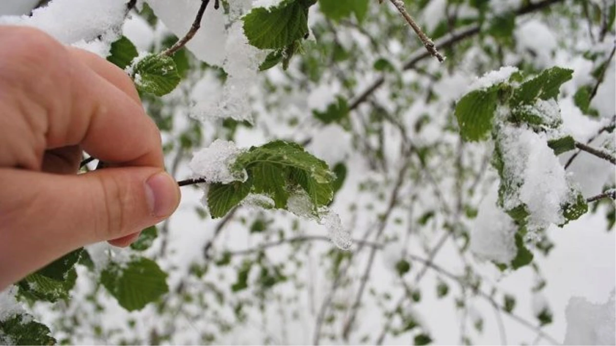 Meteorolojiden 5 İl İçin Zirai Don ve Buzlanma Uyarısı