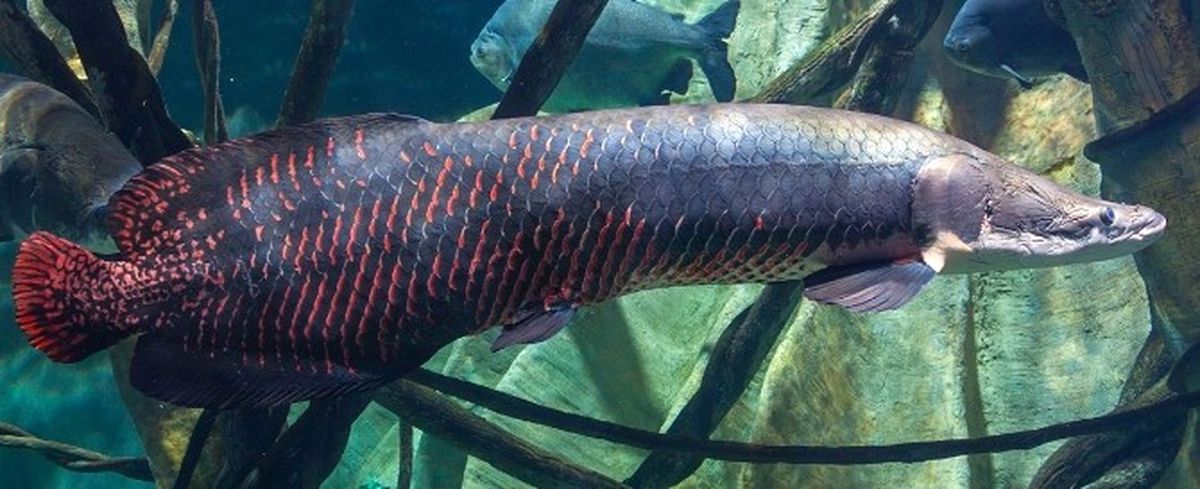 Nehirlerin Dev Canavarı "Arapaima" Aqua Vega\'da