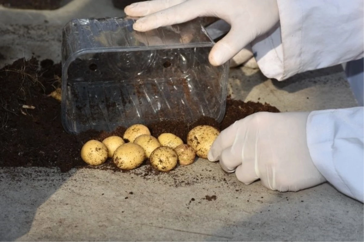 Patates Araştırma Enstitüsü Patates Hasadına Devam Ediyor