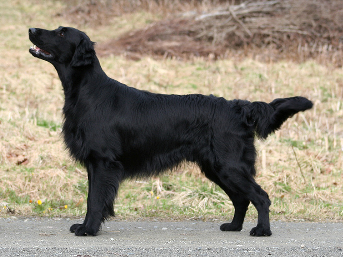 Sokak Köpeğiydi "Kurtarıcı" Oldu