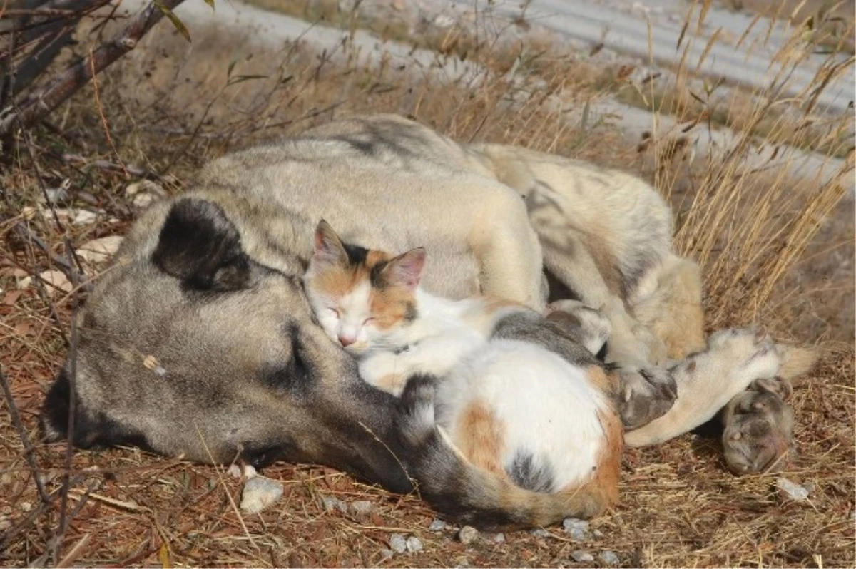 Tokat\'ta Kedi ile Köpeğin Şaşırtan Dostluğu