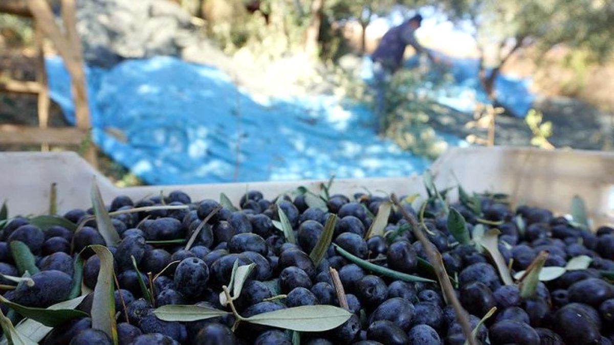 Zeytin Üreticisine 'Kar Payı' Müjdesi
