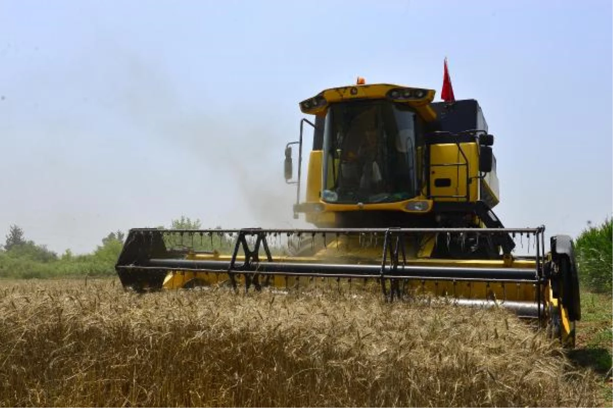 Buğday Üretimi Dünyada Arttı, Türkiye\'de Azaldı