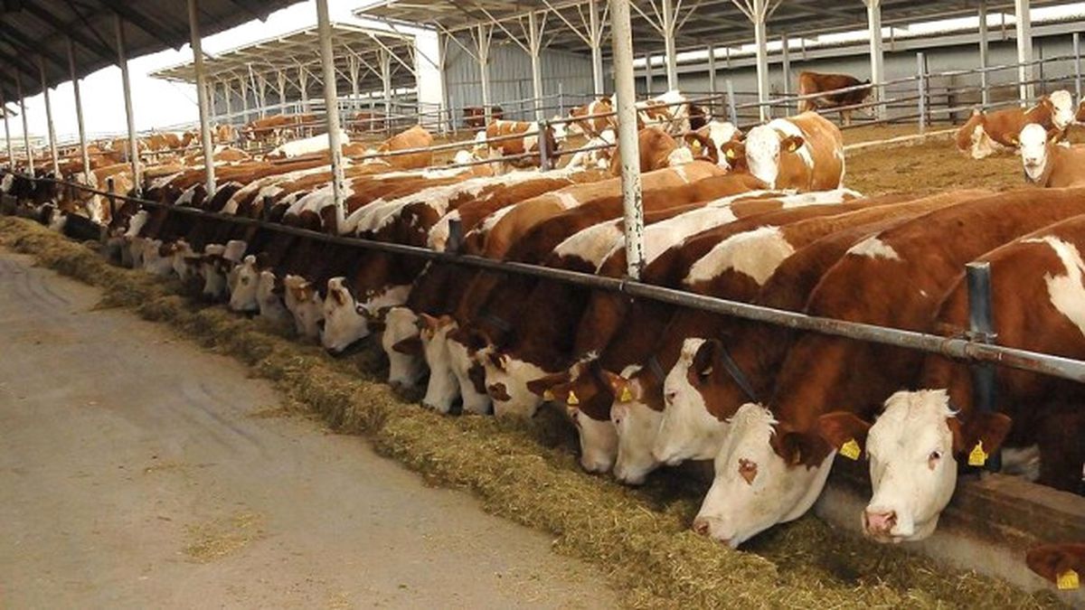 Damızlık Düve Desteğinde \'Yaş\' Değişikliği