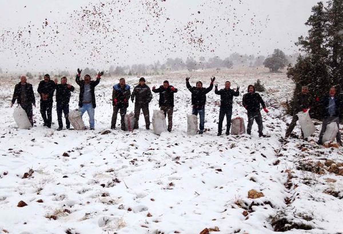 Erdemli\'ye Yılın İlk Karı Düştü, Ormancılar Sedir Tohumu Seferberliği Başlattı