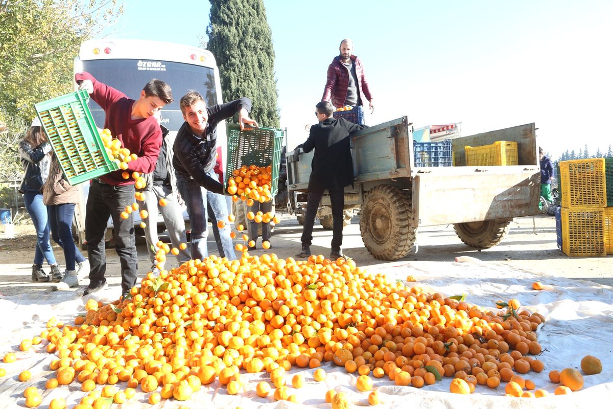İhtiyaç Sahiplerine Mandalina Dağıtıyor