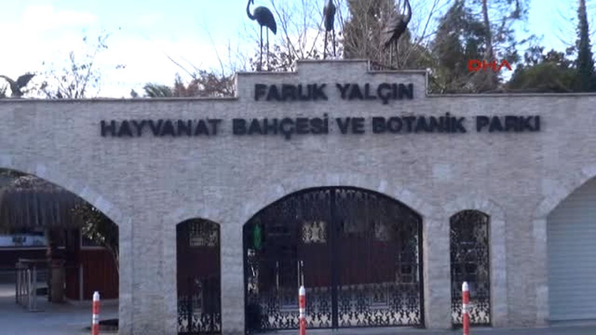 Kocaeli Darıca\'nın 2 Zürafası Daha Oldu
