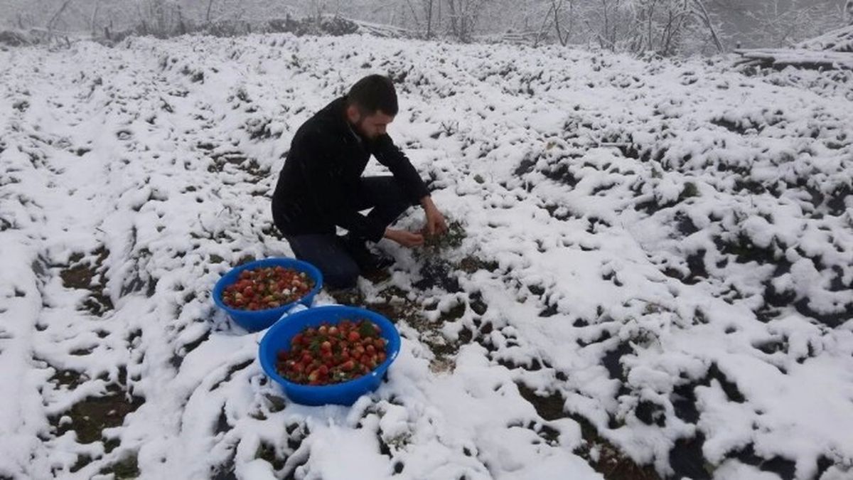Ordu\'da Çilek Karın Altında Kaldı