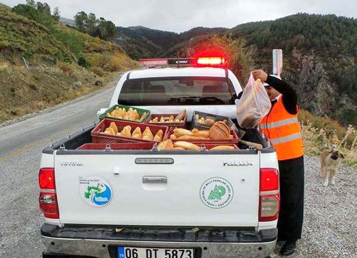 Spil\'de Yaban Hayvanlarına Yiyecek Bırakıldı