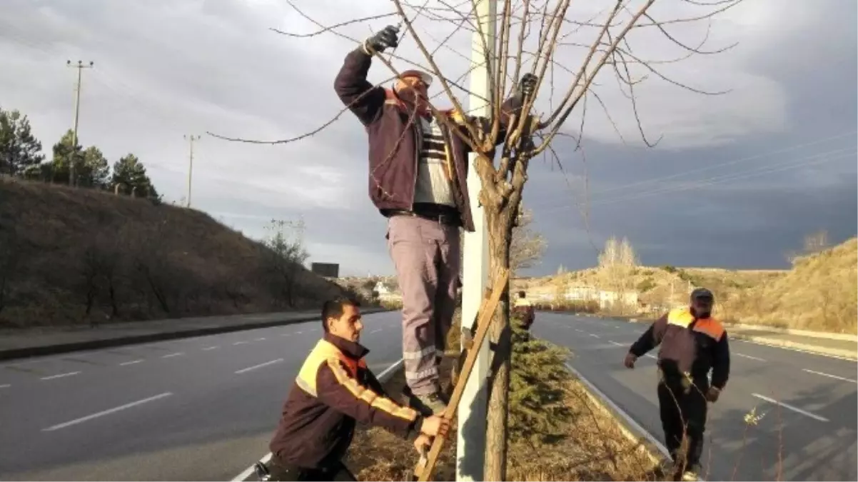 Sungurlu\'da Ağaçlar Budandı