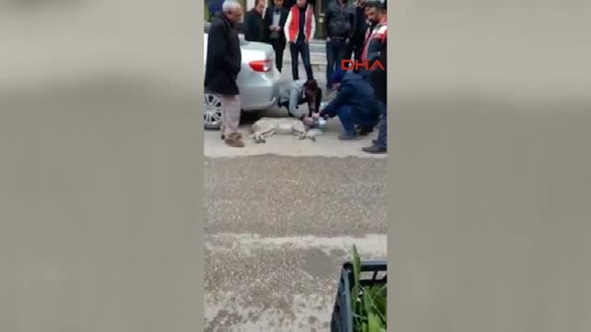 Ağrı Zehirlenen Köpeği Süt Ile Kurtardı