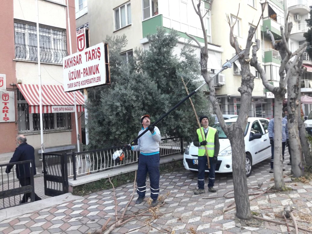 Akhisar\'da Ağaçlara Kış Bakımı