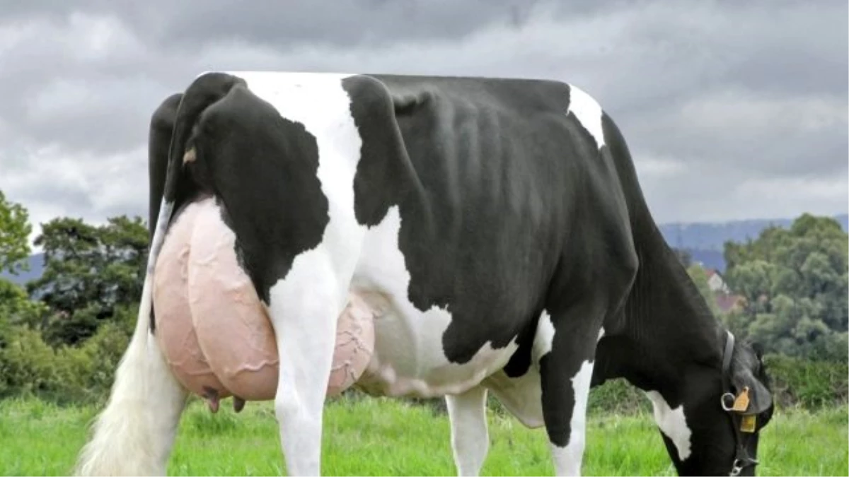 Bingöl\'de Çiftçilere 244 Süt İneği Dağıtıldı