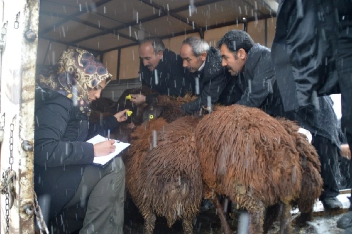 Eleşkirt\'te Genç Çiftçi Projesi Kapsamında Hayvanlar Teslim Edilmeye Başlandı
