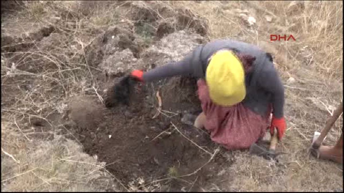 Mersin\'de 600 Bin Fidan Toprakla Buluştu
