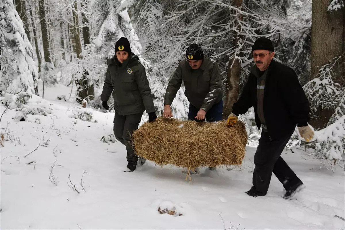 Yabani Hayvanları İçin Doğaya Yem Bırakıldı