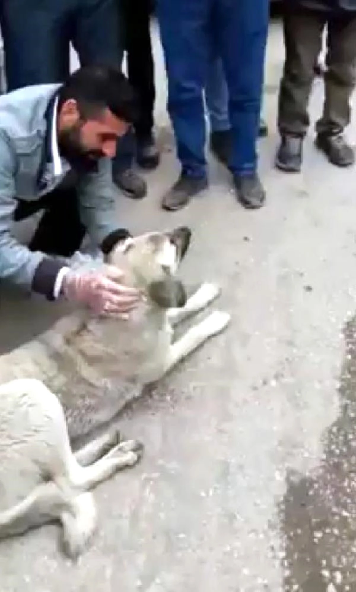 Zehirlenen Köpeğe Marketten Süt Alıp İçirdi