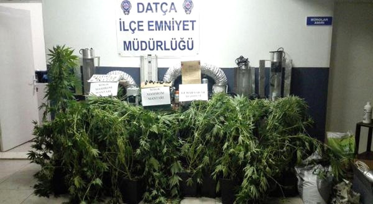 Lüks Villaya Yapılan Baskında \'Sihirli Mantar\' Bulundu