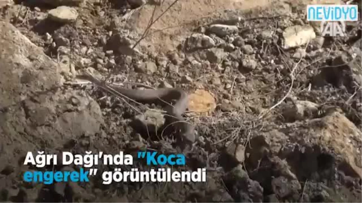 Ağrı Dağı\'nda "Koca Engerek" Görüntülendi!