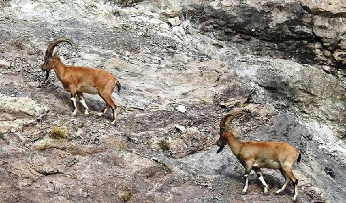 Muğla\'da Kaçak Dağ Keçisi Avına 48 Bin Lira Ceza