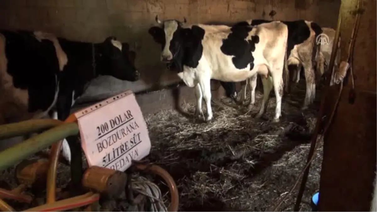 200 Dolar Bozdurana 5 Litre Süt Hediye"