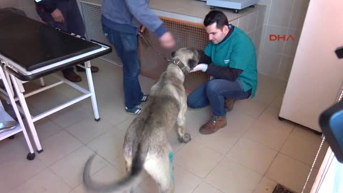 Çorlu Otomobilin Arkasına Bağlanarak Sürüklenen Köpek, Yeni Sahibine Verildi