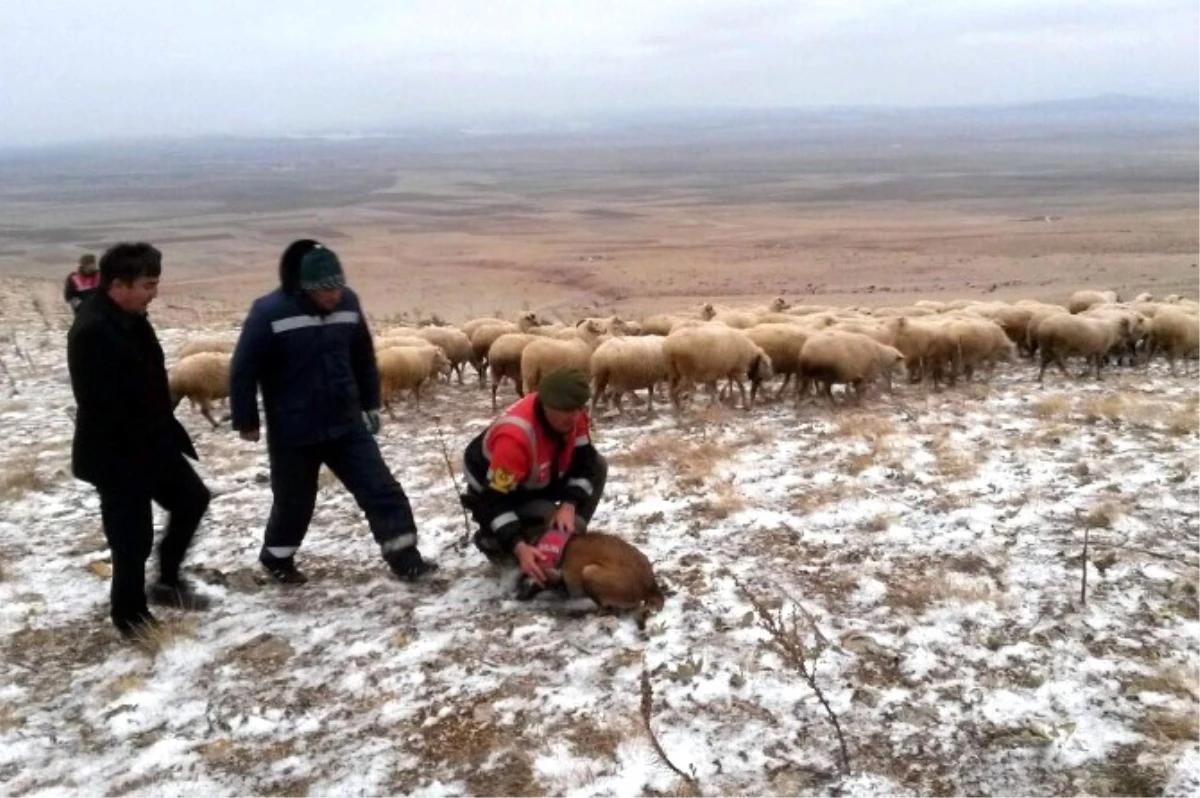 Kaybolan Koyunları İz Takibi Yapan Jandarma Buldu