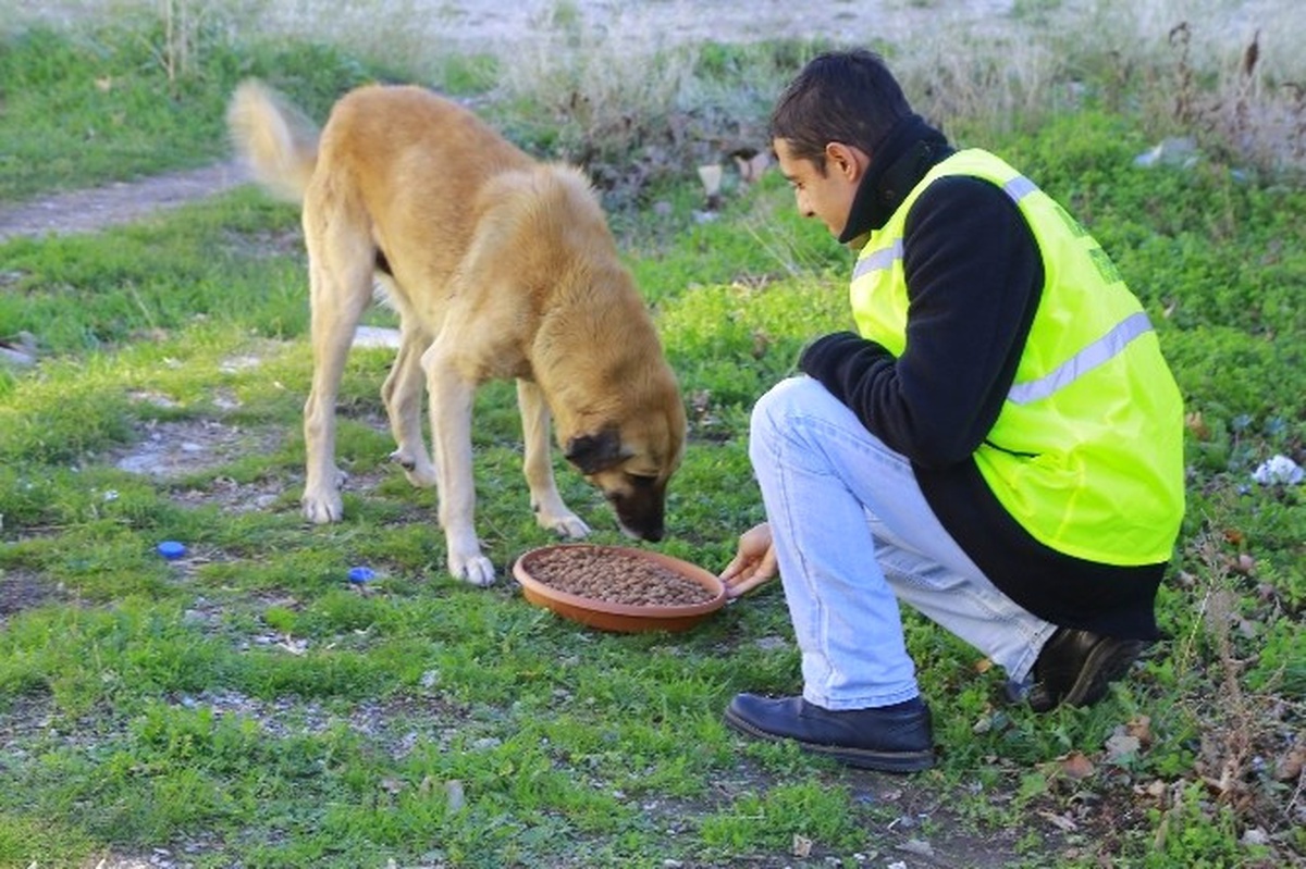 Kırklareli\'nde Sokak Hayvanlarına Mama Bırakıldı