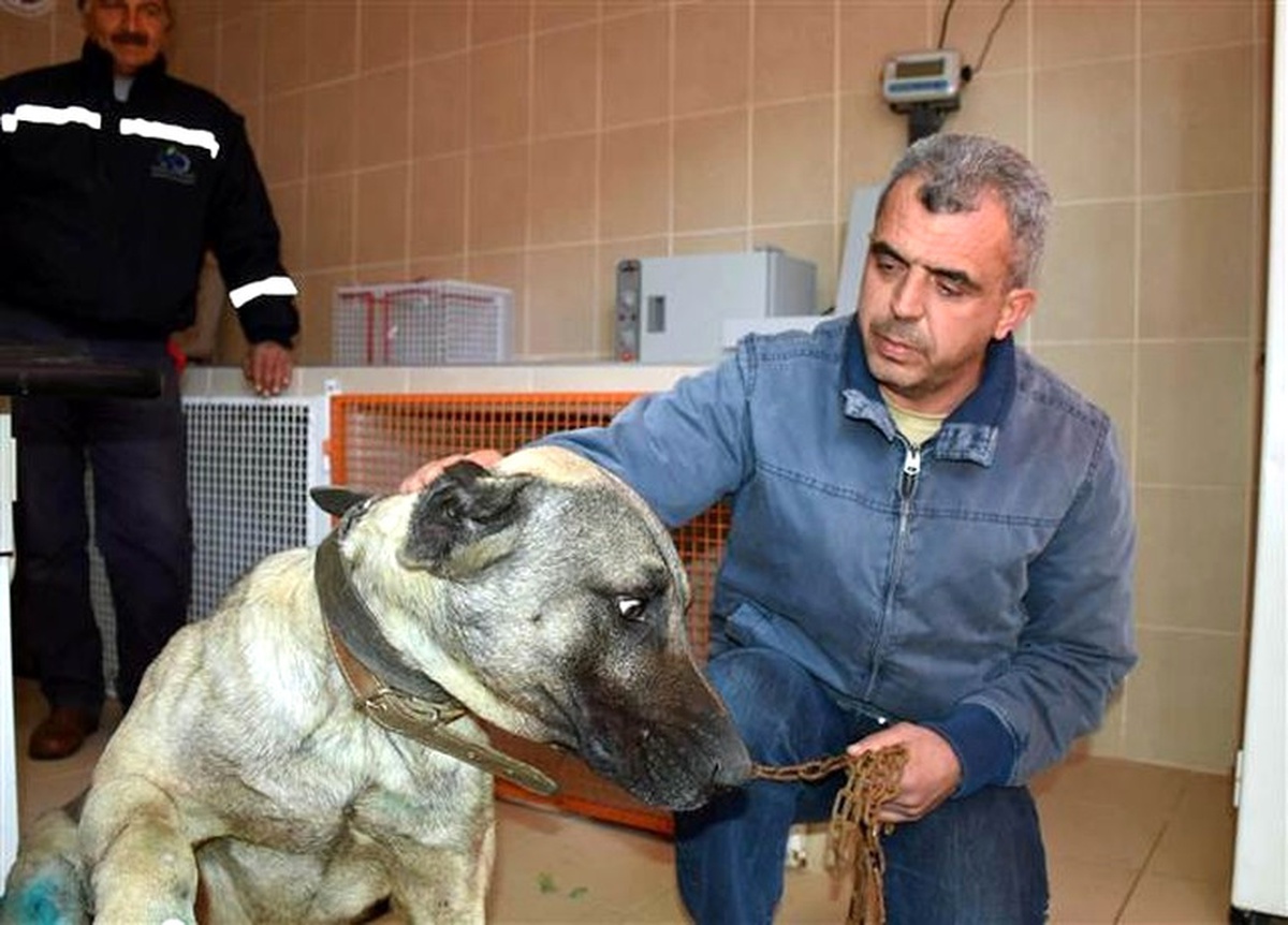 Otomobilin Arkasında Sürüklenen Köpek, Yeni Sahibine Verildi