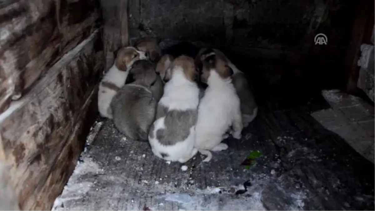 Harçlıklarını Sokak Köpekleri Için Harcıyorlar - Karsı