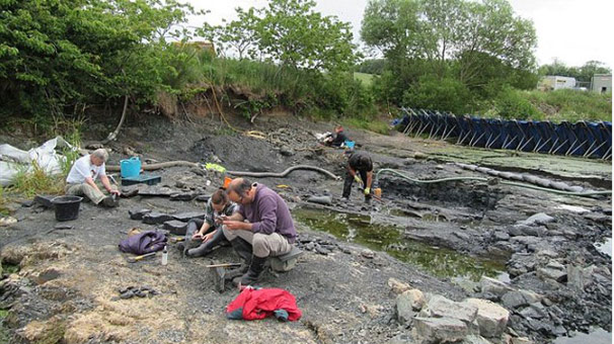 İskoçya'da Karadaki İlk Dört Bacaklı Omurgalı Fosilleri Bulundu