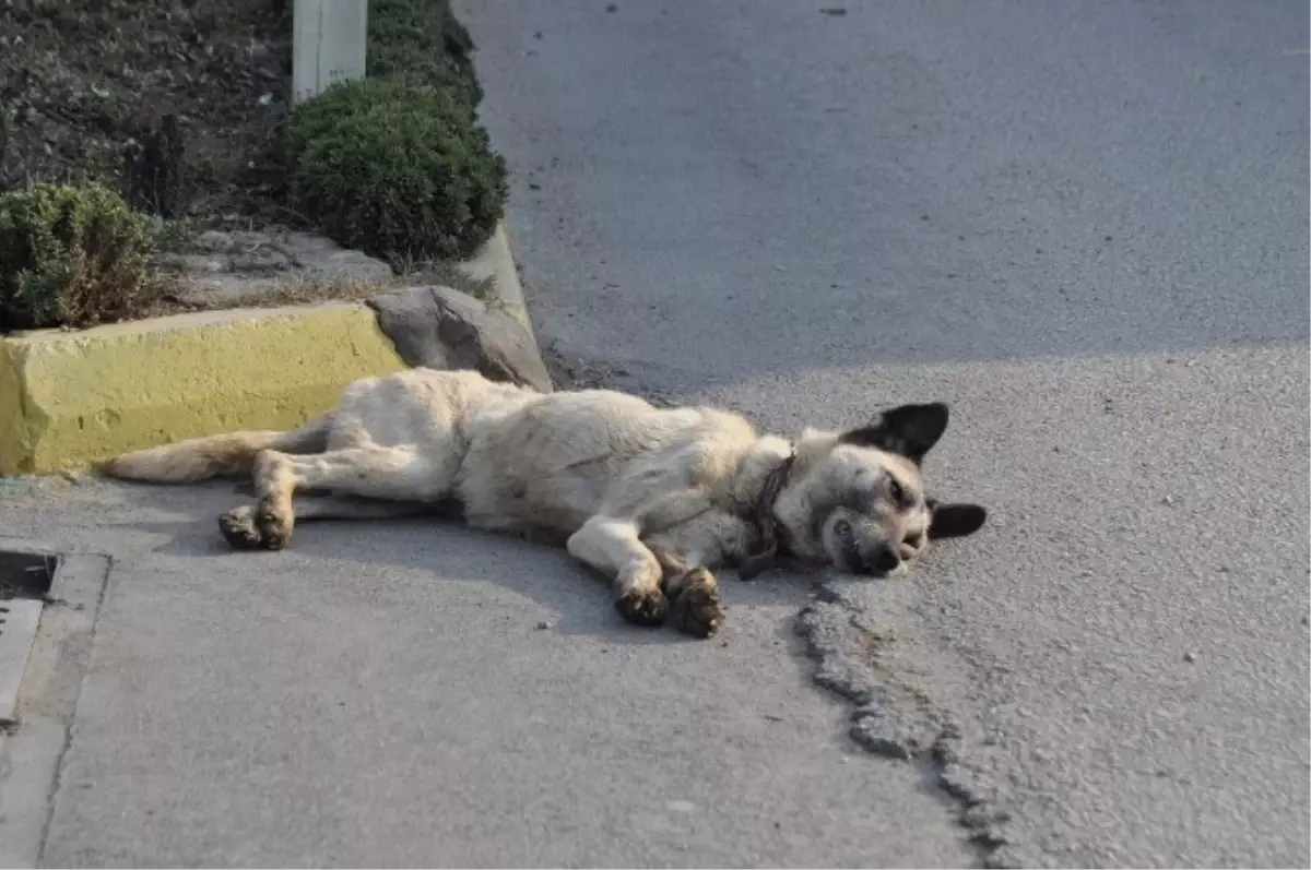 Köpeğe Çarpmamak İsterken Kaza Yaptı