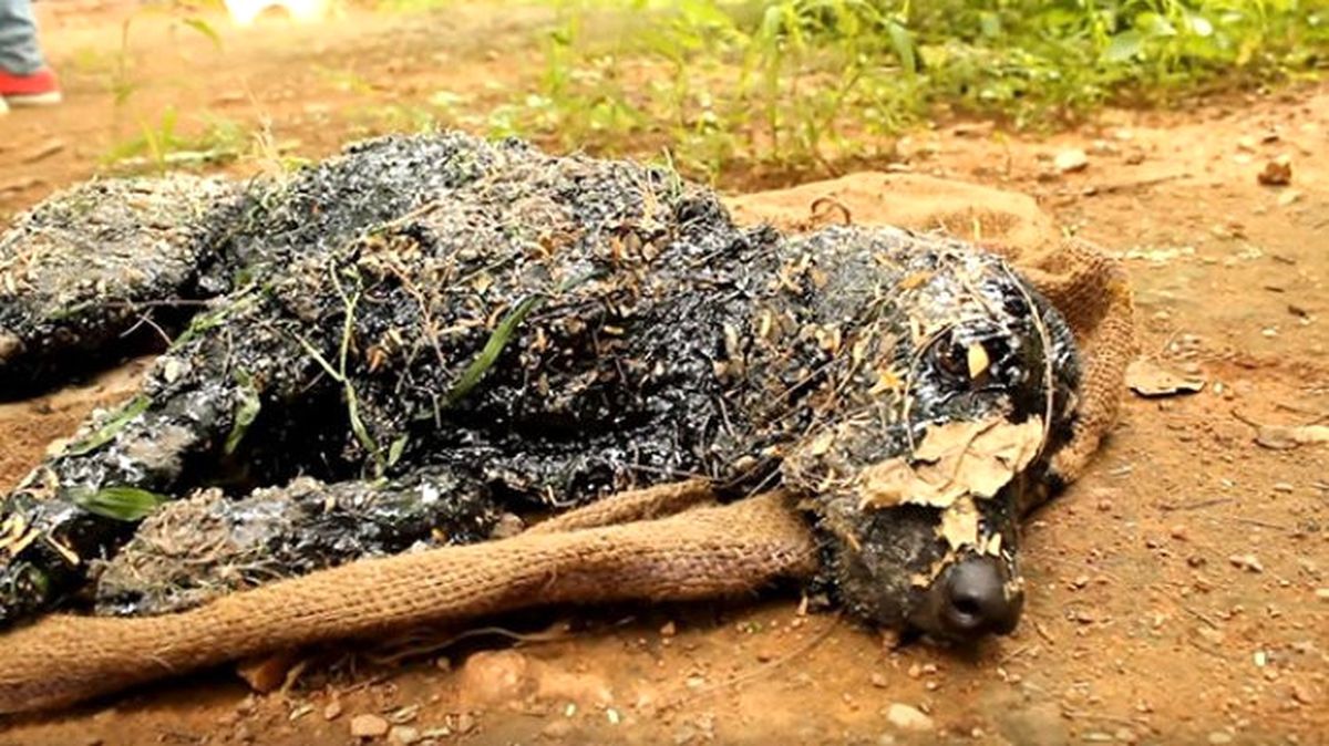 Sıcak Asfalta Düşen Köpek Mucize Eseri Kurtuldu