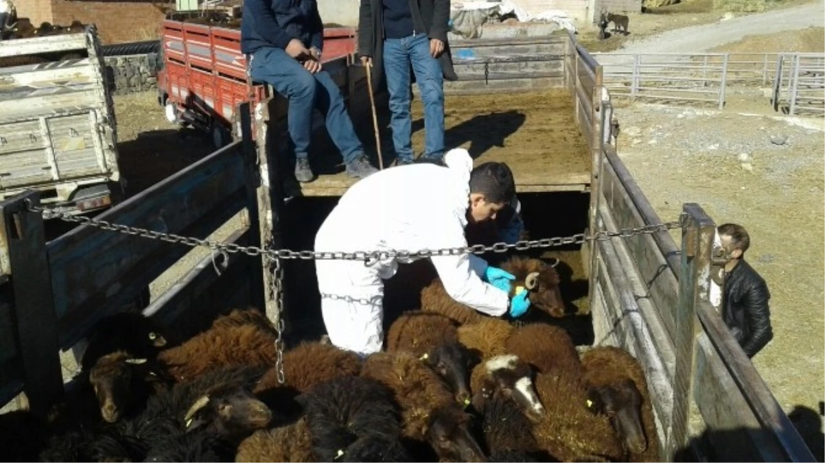 Tuzluca\'da 12 Çiftçiye 480 Küçükbaş Hayvan Dağıtıldı