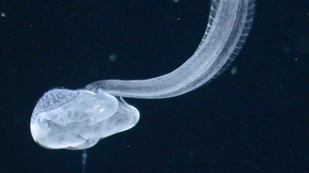 ABD'de 125 Yıldır Aranan Deniz Canlısı Bulundu