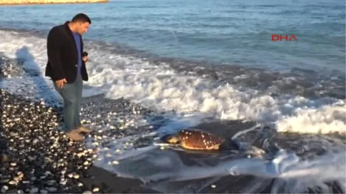 Erdemli Sahile Ölü Caretta Vurdu