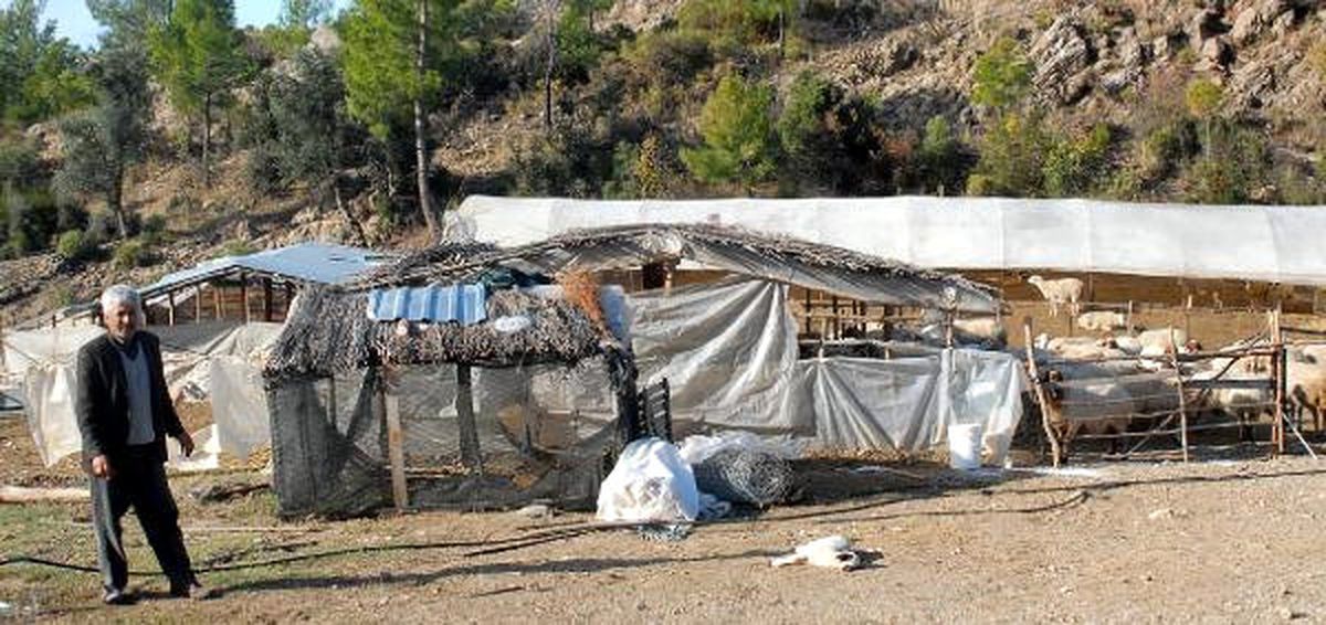 22 Küçükbaş Hayvan Yanlış Tedaviden Telef Oldu, Sahibi İsyan Etti