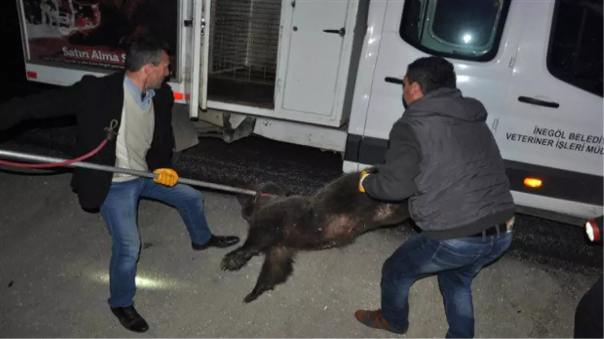 Kamyonun Çarpan Yavru Ayıyı Trafik Ekipleri Kurtardı (2)