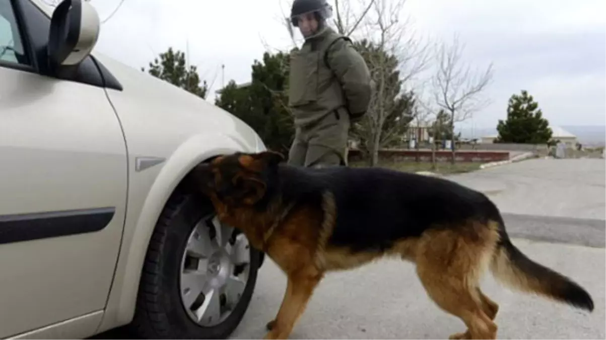 Polis Köpeği Galia 7 Kilo Esrar Yakalattı