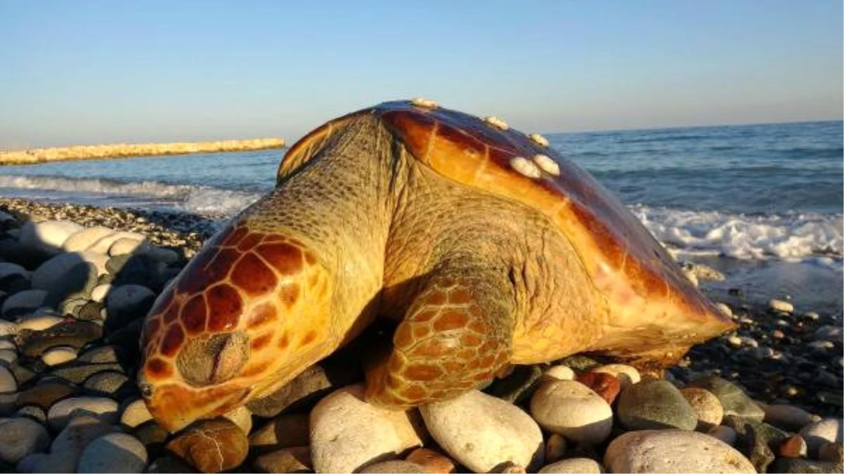 Mersin\'de Sahile Ölü Caretta Vurdu