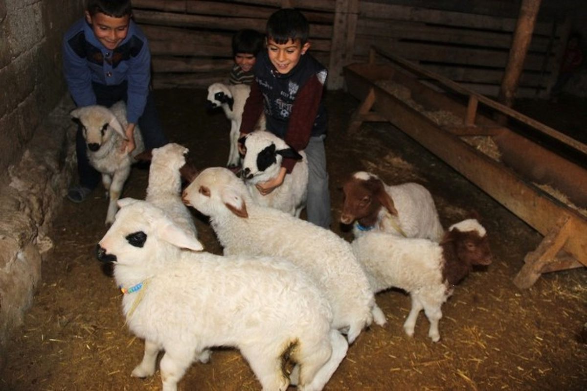 Aksaray\'da Koyunlar Kuzulama Dönemine Başladı