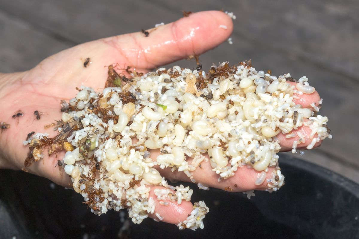 Ateş Karıncaları Avustralya'yı Tehdit Ediyor